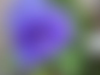 わが家の花(パンジー)