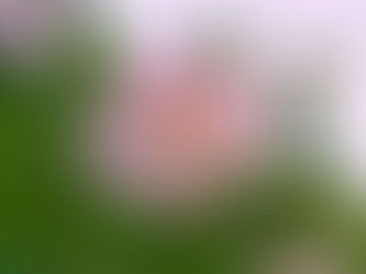 わが家の花(酔芙蓉)
