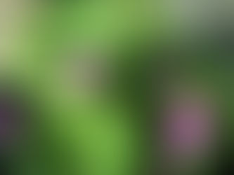 西洋アサガオ