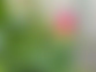 わが家の花(グロリオサ)