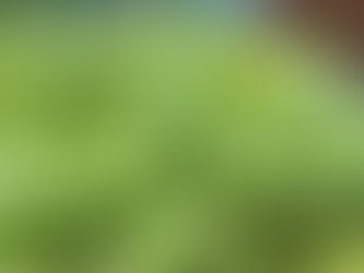 わが家の花(菜の花)