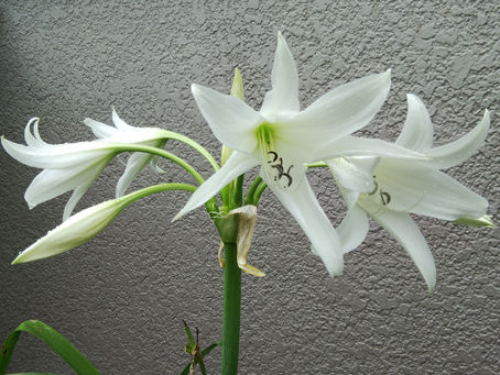わが家の花 108