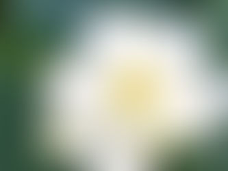 わが家の花(花蓮 飛龍)