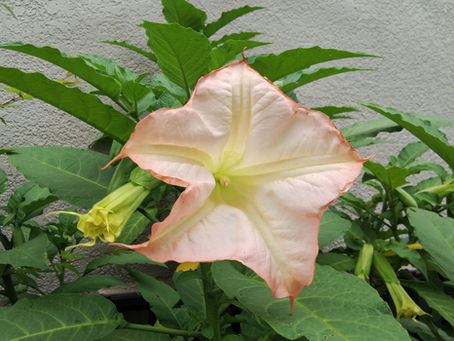 我が家の花 64