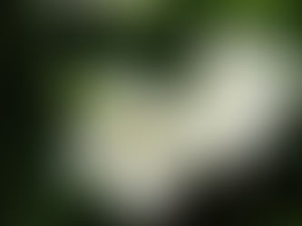 我が家花 81