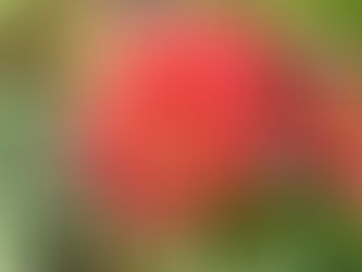 わが家の花(彼岸花)
