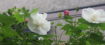 明日、ケアラーズカフェdie Pauseをオープンいたします