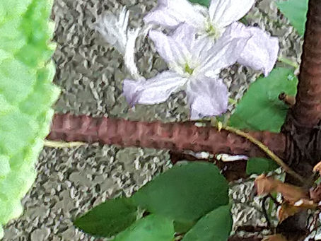 わが家の花 158