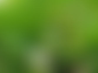 我が家の花 39