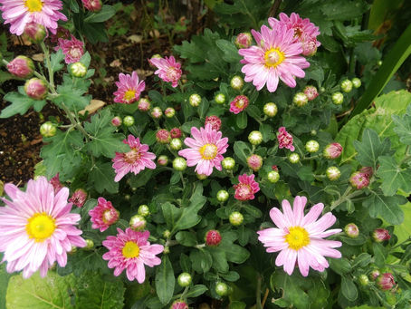 わが家の花 171
