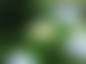 紫陽花も盛りを