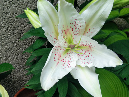 我が家の花 82