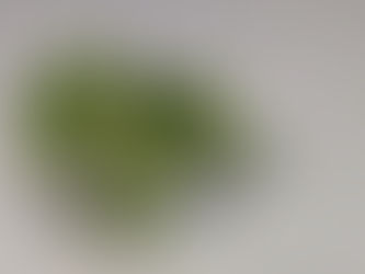 わが家の花(蕗の薹)