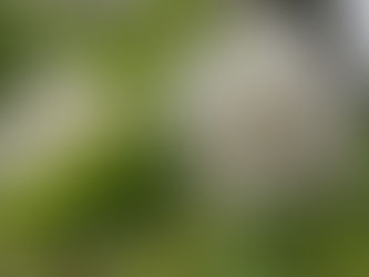 わが家の花(酔芙蓉)