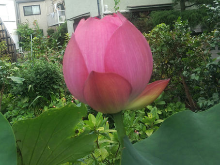わが家の花 111