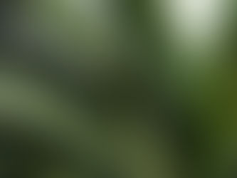 わが家の花 223