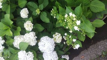 梅雨入り間近とか