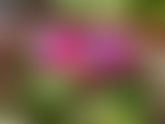 わが家の花(クリスマスローズ)