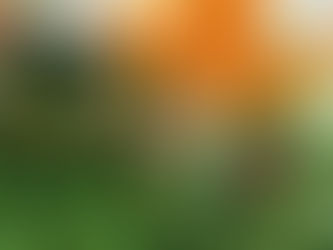 我が家の花 96