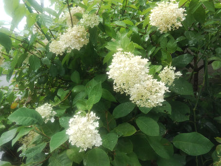 わが家の花 106