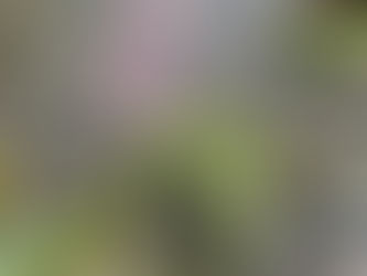 わが家の花(ネジバナ)
