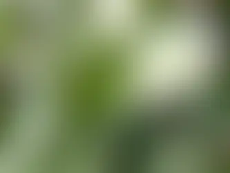 今週のdie Pauseのお知らせ