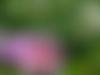わが家の花(百合/2)