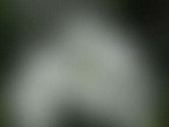 我が家の花 95
