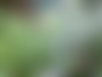 わが家の花(リメーク)