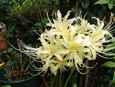 わが家の花 153