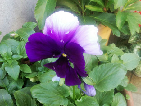 わが家の花 237