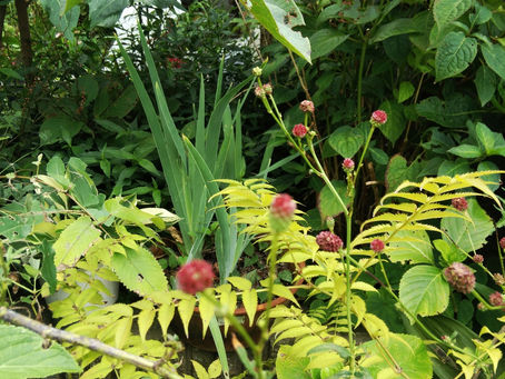 わが家の花 144