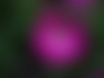 わが家の花(今朝の花たち)