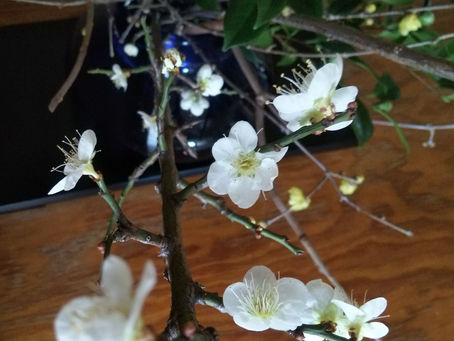 イベントの日程お知らせ