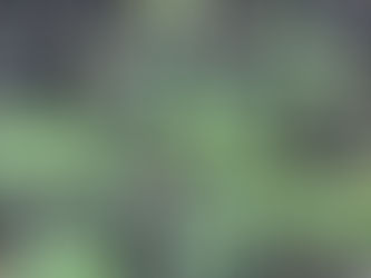 わが家の花(れんげ)