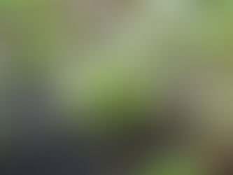 弥生三月