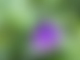わが家の花(桔梗)