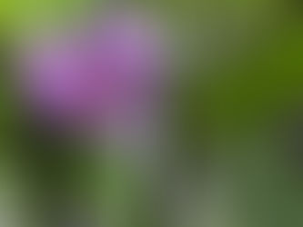わが家の花(なす)