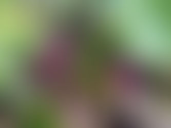 わが家の花(クリスマスローズ)