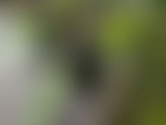 わが家の花(なす)
