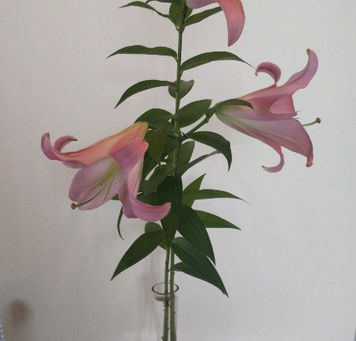 カサブランカと思い暮に植えた球根が
