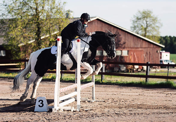 eco horse removeit .JPG
