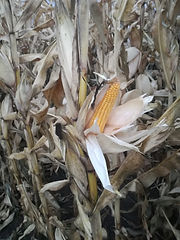 Maize 3.jpg