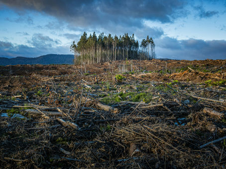 Climate Transition Plans: the Gold Standard and Where to Start