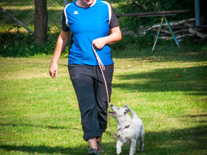 Dog training – simple but not easy.