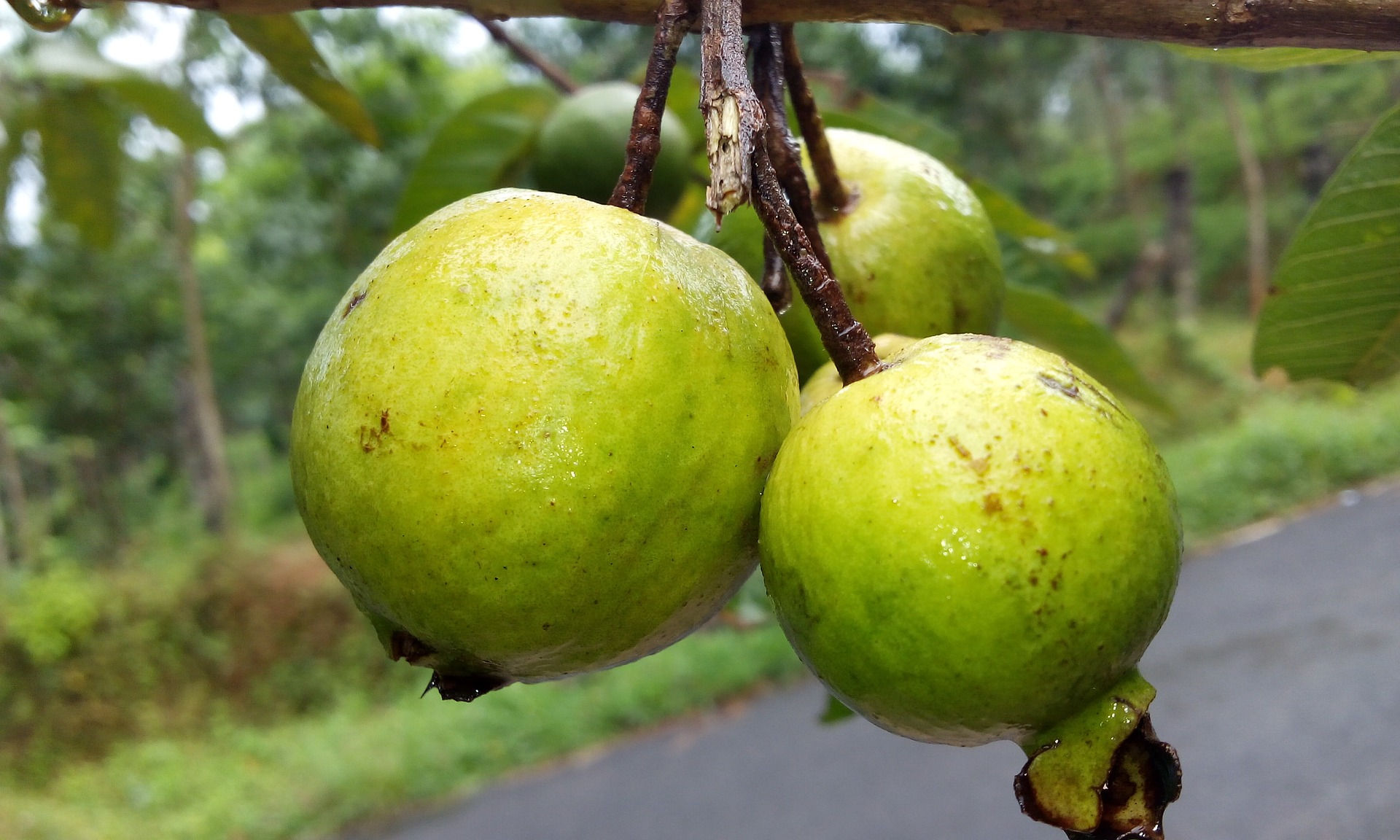 Guayaba China (medio kilo)