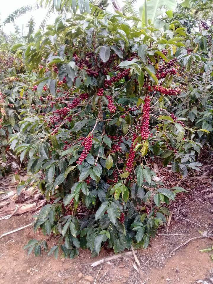 Miniatura: Prensa de 11.8 onzas (personal) Café de 500 gramos