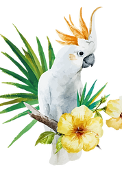 white Parrot