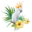 White Parrot