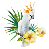White Parrot